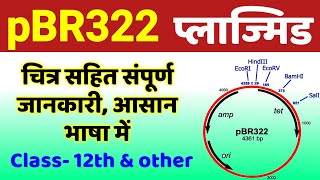 प्लाज्मिड pbr322 | pBR322 plasmid | pbr322 plasmid vector class 12 | 12th bio | biology scienceSK