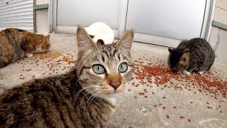 たくさんの猫達が夢中でカリカリを頬張る猫島の食事風景