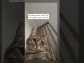 #cat #catshorts #funny #котик #cutecat