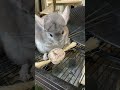 不思議なアメとチンチラ #shorts