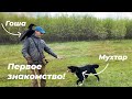 Гоша и Мухтар / Первое знакомство вОрона и собаки  - 4K