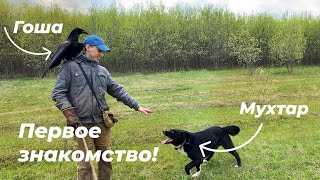 Гоша и Мухтар / Первое знакомство вОрона и собаки  - 4K