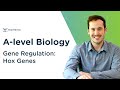 Gene Regulation: Hox Genes | A-level Biology | OCR, AQA, Edexcel