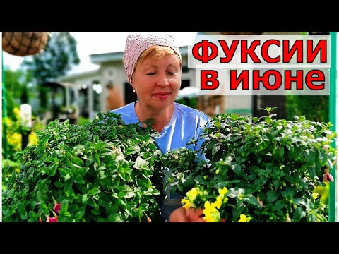 Видео: Ръководство за подрязване на фуксия: Кога и как да подрязвате растение от фуксия