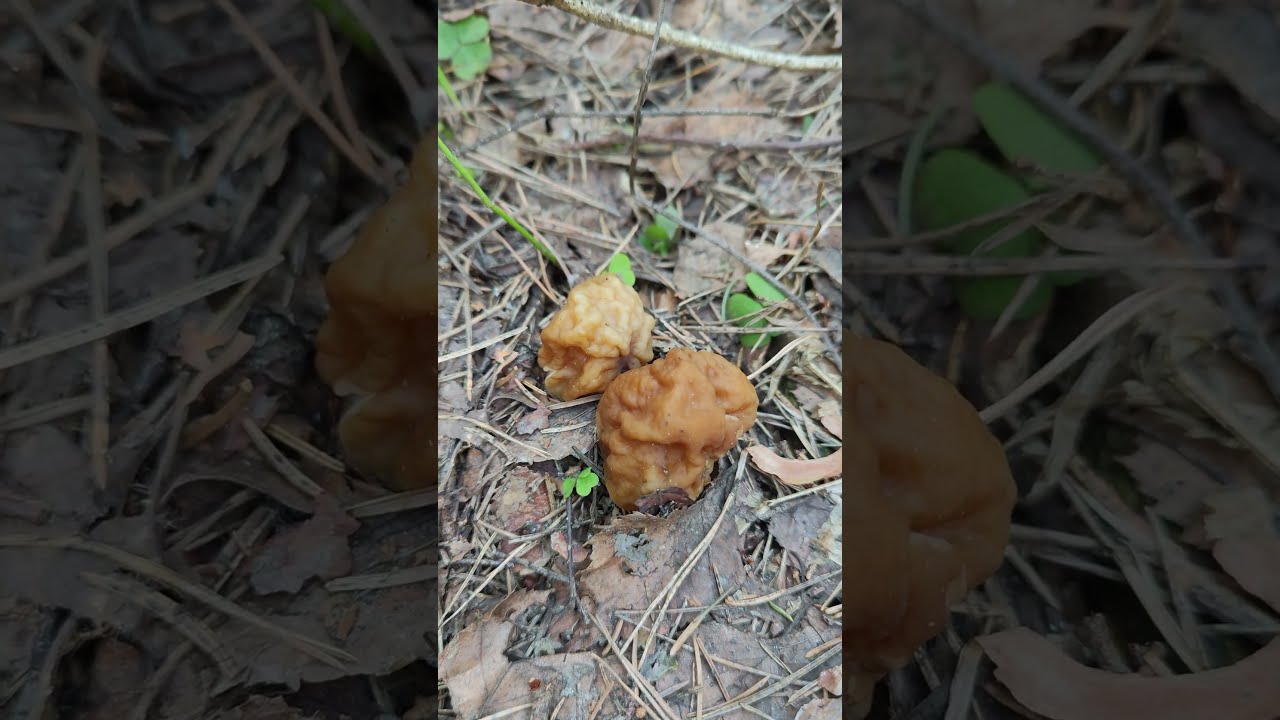 Строчок гигантский .Giromitra gigas .