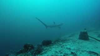 SHE SAID YES - Underwater Marriage Proposal