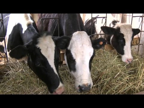 Mradi Wa Kopa Ng Ombe Lipa Ng Ombe TZ 