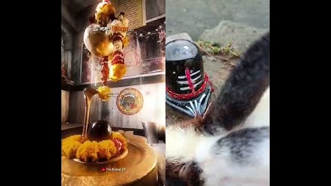 mahadev shorts videos 🔱🔱