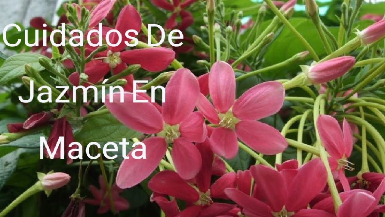 🌿🌸 Cómo Tener Jazmines Hermosos Llenos De Flores - 8 Tipos De Jazmín Y Sus Cuidados
