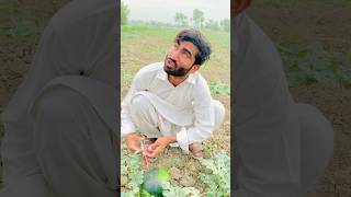 Kasy becha khyeat #funny #funnyclips #funnyvideos #usman