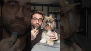 Ela observa tudo ☝🏻 #pets #cachorros #comedia #yorkshire