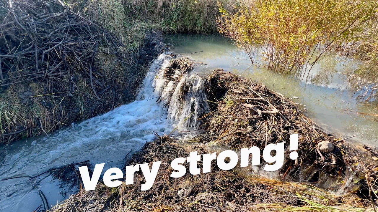 Beaver Dam Removal || Not as Expected!