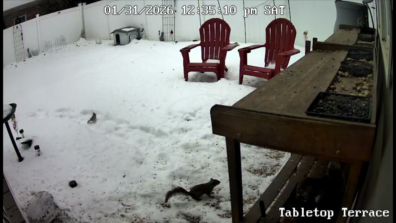 277 - SUNRISE SHENANIGANS