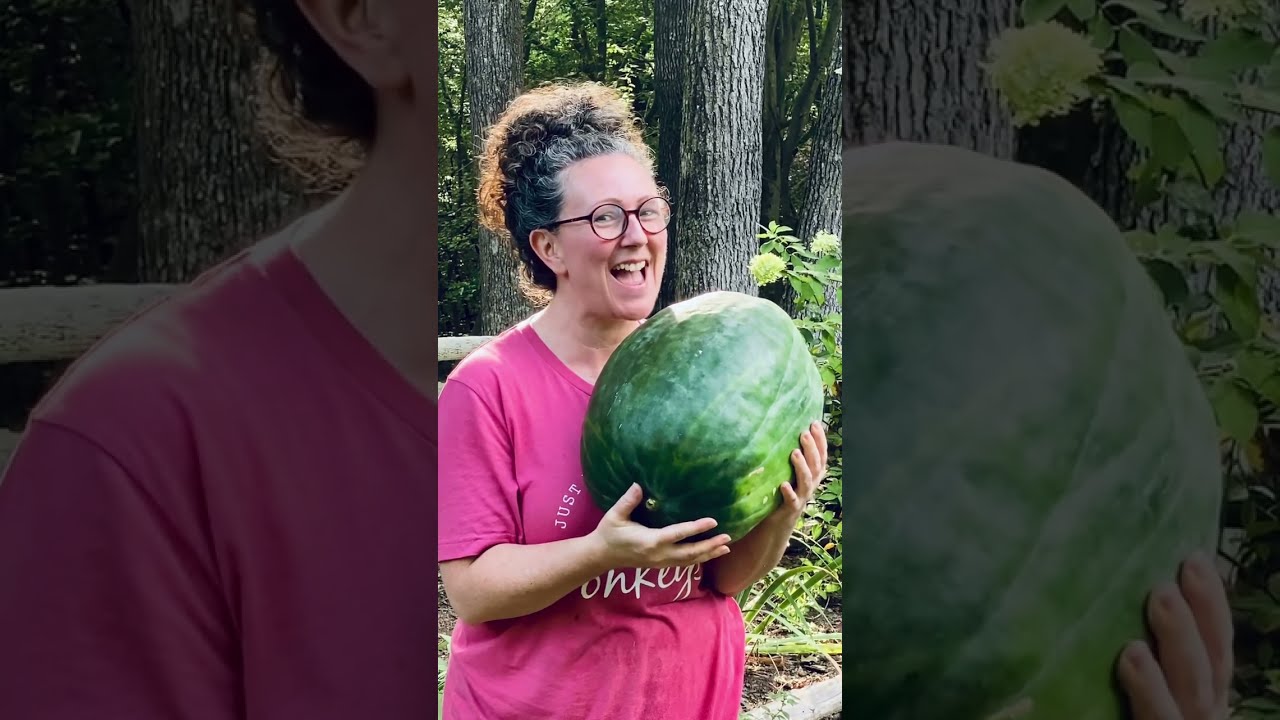 My largest Black Diamond Watermelon