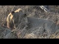 SouthAfricaDjChiTorAMsafariLIVE 4 Nov 2018  Talamati boy and Two Nkuhuma lionesses