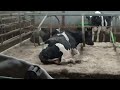 UK DAIRY INVESTIGATION 2016