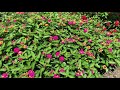 In the Garden With Dave: Lantana