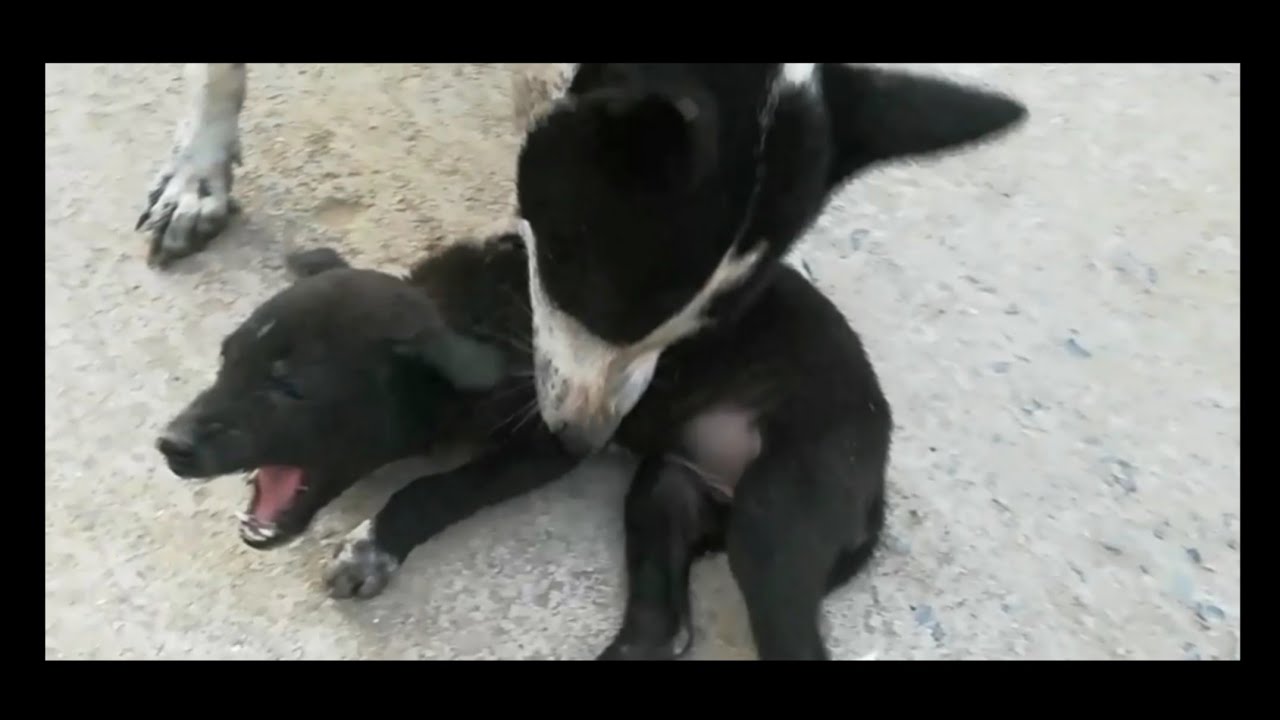 Cruel world                                 ।। Saddest puppy ।। #puppy #Dog
