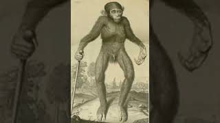 Comparative Anatomy | Wikipedia audio article