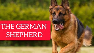 10 CURIOSITIES ABOUT THE GERMAN SHEPHERD by Smart Dog and Cat Lover 11 views 1 year ago 6 minutes, 36 seconds