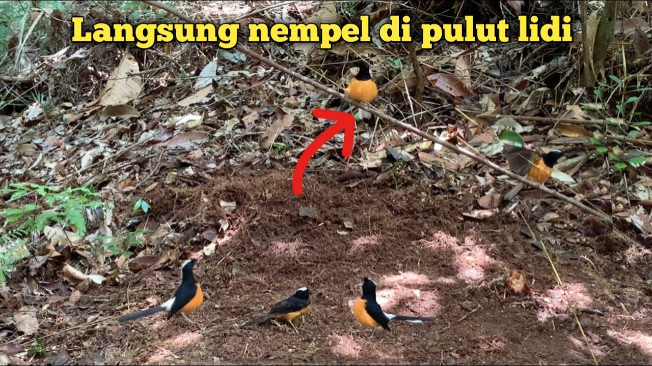 Mikat burung murai batu semudah ini? Hanya ada di Kalimantan gudang nya burung kicau #mikatburung