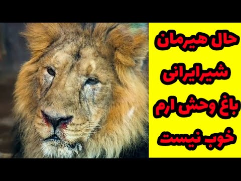 حال هیرمان شیر ایرانی باغ وحش ارم خوب نیست 