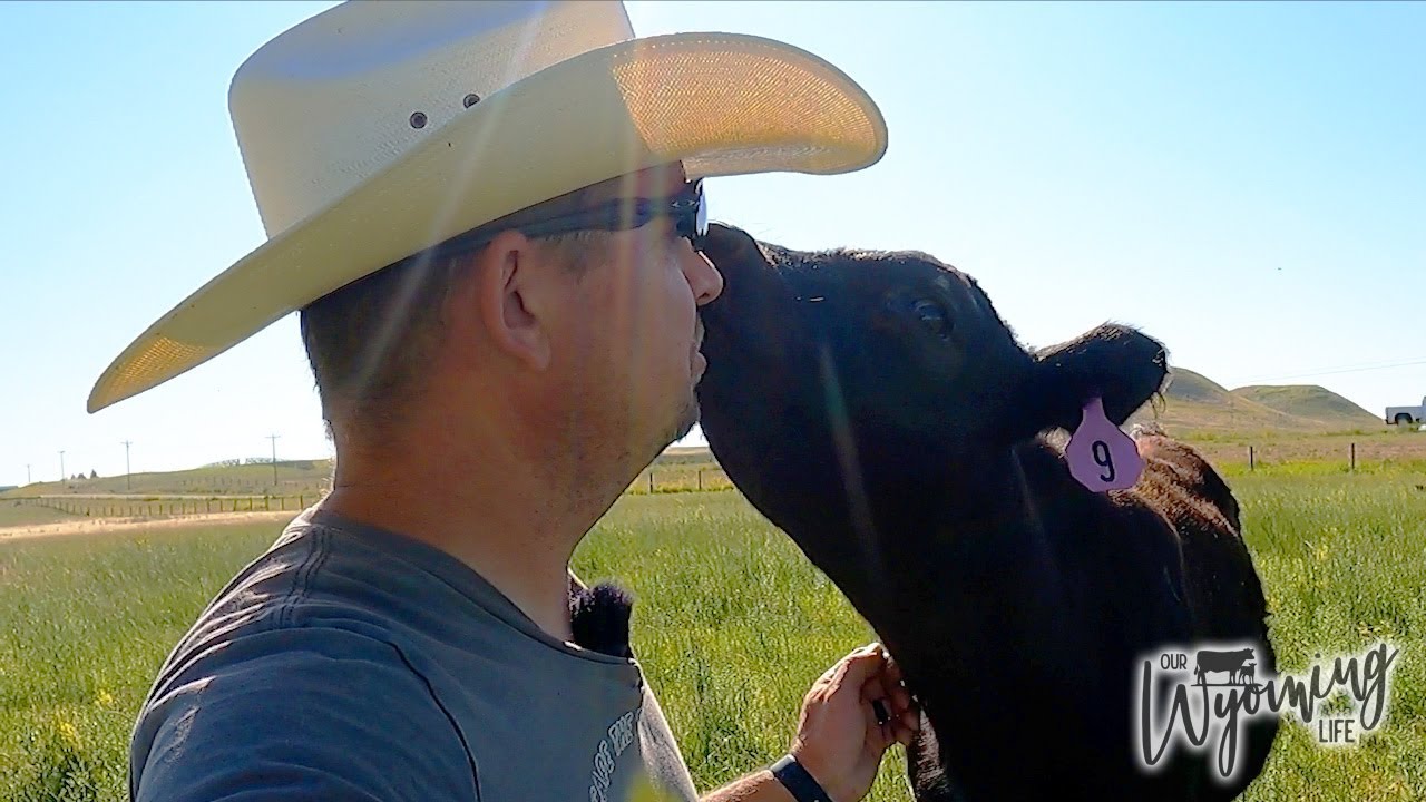 bottle-fed-calves-are-growing-up-fast-youtube