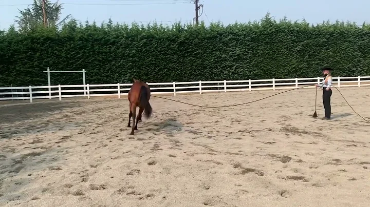 Shes A Girly Girl  2021 AQHA Bay Mare