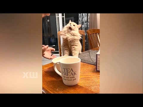 Смешная реакция котов на МОРОЖЕНОЕ )))