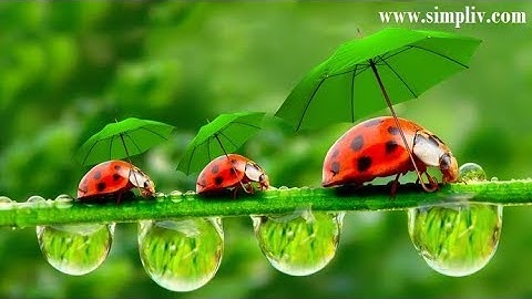 Best Methodology Tutorial | System Verilog Functional Coverage Language/methodology/apps