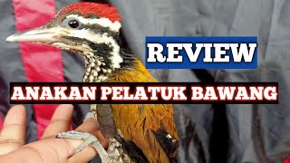 pelatuk bawang anakan