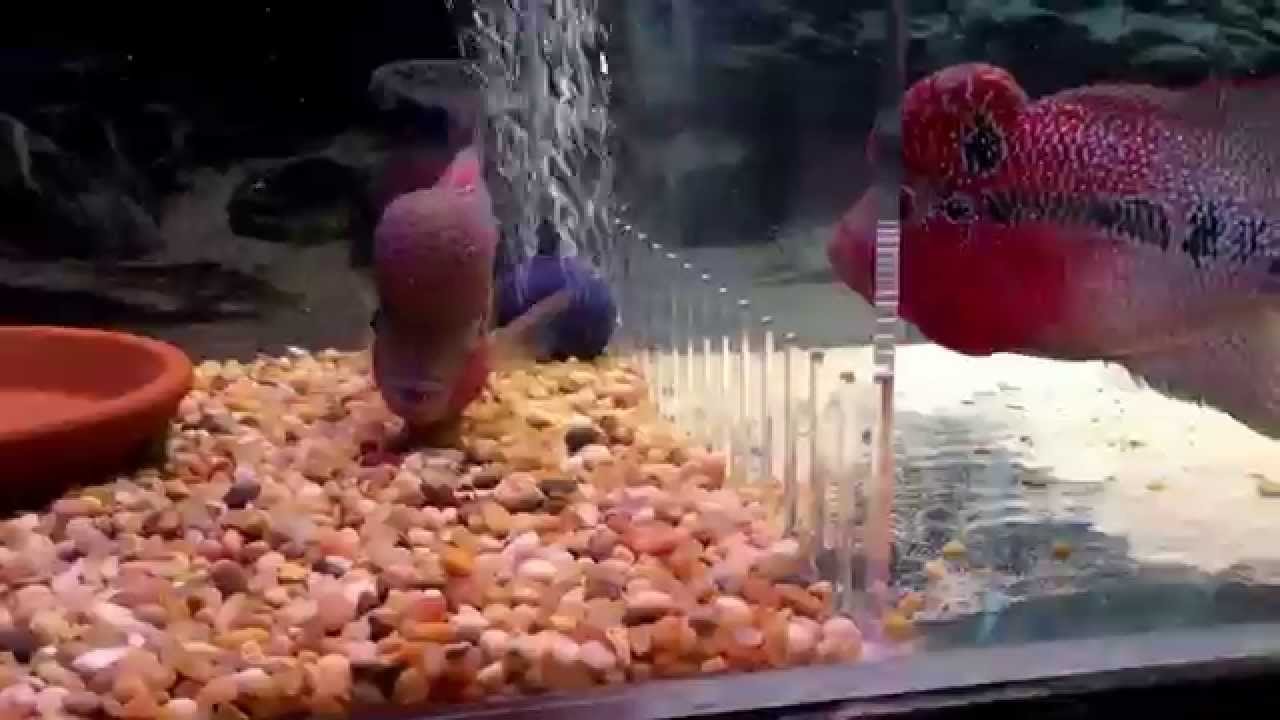 flowerhorn care and maintenance