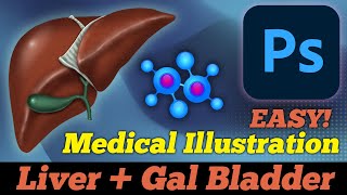 Mastering Medical Illustration: Painting a Human Liver in Photoshop Tutorial
