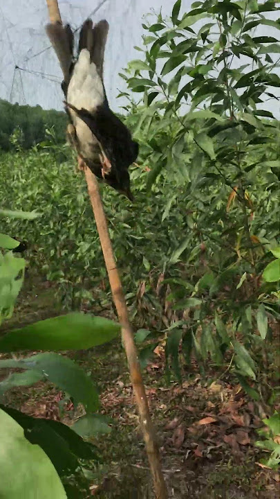 Vỡ trận chim hoét ngày 18/11/2024