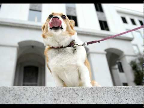 Sutter is named California's "first dog" by first ...