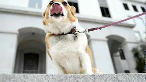 Sutter is named California's "first dog" by first ...