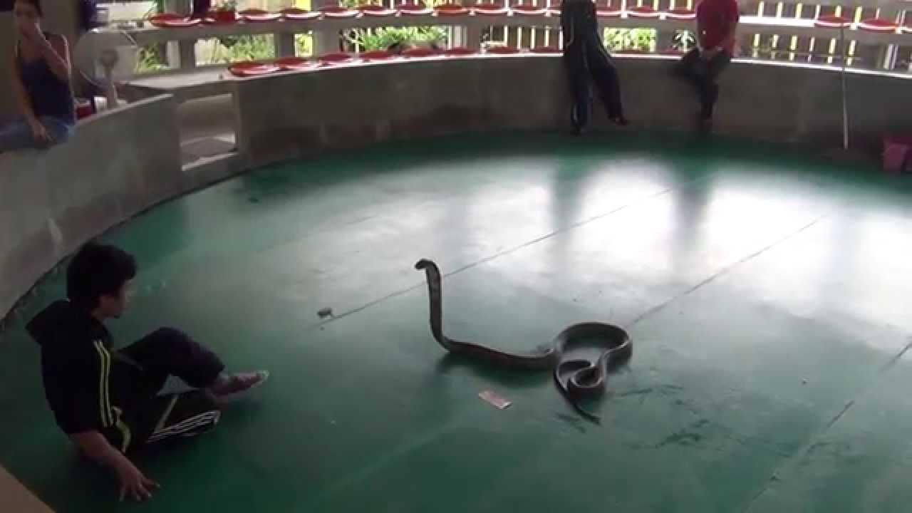 ТАЙЛАНД 2014  ПОЦЕЛУЙ КОРОЛЕВСКОЙ КОБРЫ    THAILAND 2014 King Cobra Kiss of Death