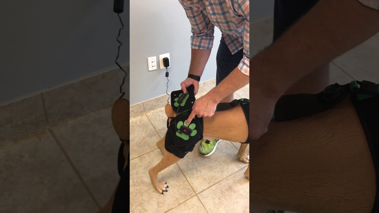 PAW (PEMF active wrap) product video. First ever active garment for hip dysplasia.