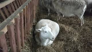 Катумские овцы ,обман на Авито.
