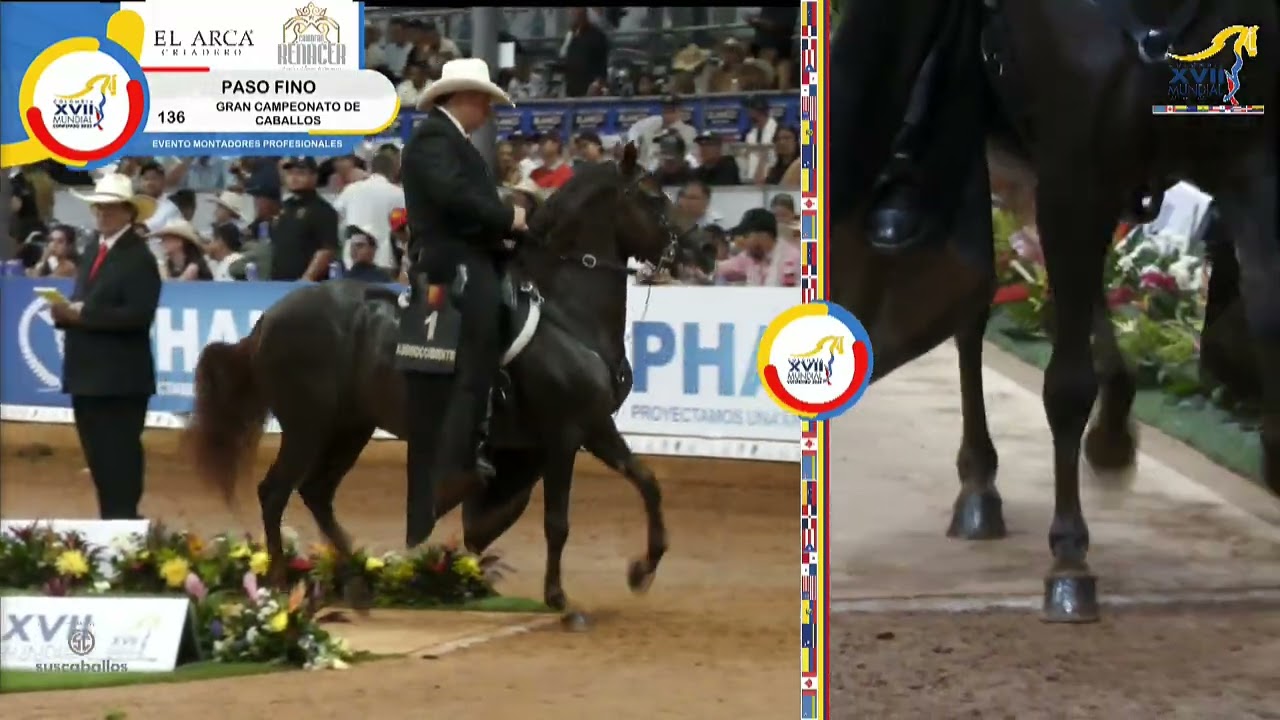 XVII MUNDIAL CONFEPASO 2025  - DIA  7  GRAN CAMPEONATO DE CABALLOS DE PASO FINO