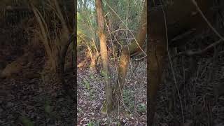 Yonah working another tree 4-5-24 by squirrel dog training 80 views 2 weeks ago 3 minutes, 16 seconds