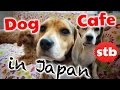 Japanese Dog Cafe in Tokyo, Japan // Rent a Kawaii Dog in this Pet Animal Cafe