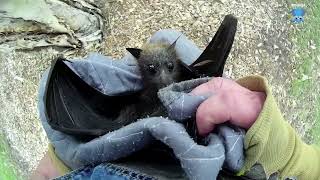 Rescuing 2 little batties on the ground;  Labyrinth and Fig Daiquiri