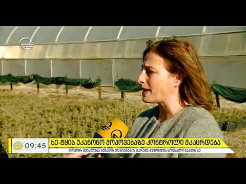 ნათია იორდანიშვილი - ნუ მოჭრი, მორთე!  ნაძვების უკანონო ჭრაზე იმედის დილაში