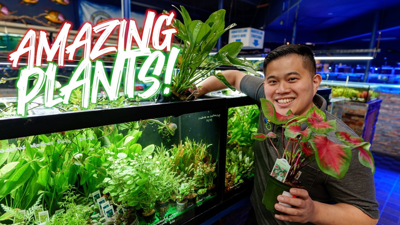 All the plants for your aquarium, ponds, or home! Aquarium Co-Op Easy Green AND Seachem Flourish?