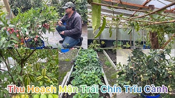 CUỘC SỐNG ÚC l THAM QUAN VƯỜN MẬN NHÀ CHÚ M VÙNG SPRINGVALE l VƯỜN CÂY ĂN TRÁI CỦA NGƯỜI VIỆT Ở ÚC