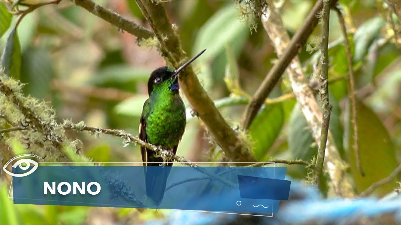Nono - Día a Día - Teleamazonas