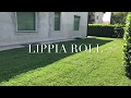 Lippia roll tappeto fiorito