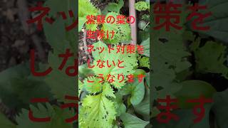 セリアで見つけた防虫ネット！　　　　   #防虫ネット　 #紫蘇の葉　　 #cat  #家庭菜園　　 #セリア防虫ネット