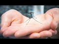 RoboBee's improved landing gear inspired by the Crane Fly